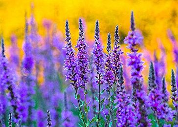 《荒野大镖客：救赎》Steam在线峰值不到9000